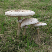 Kompletná rodinka