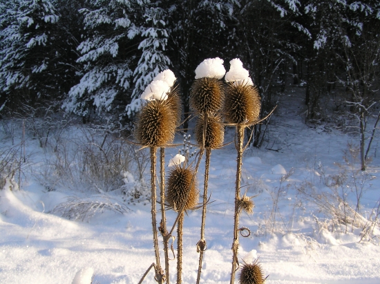 Zima nám nie je,máme čapice!