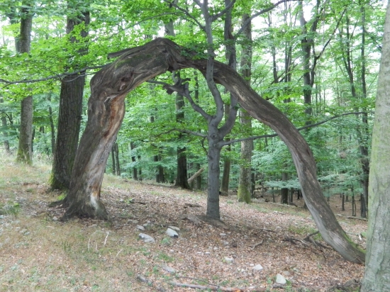 Ráčte vstúpiť do kráľovstva lesa!