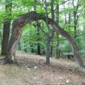 Ráčte vstúpiť do kráľovstva lesa!