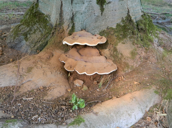 Tak si tu troška trúsim