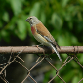 U nás na plote-Stehlík konôpkár