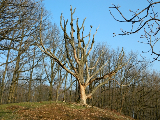 Podvečer