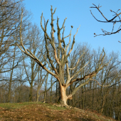 Podvečer