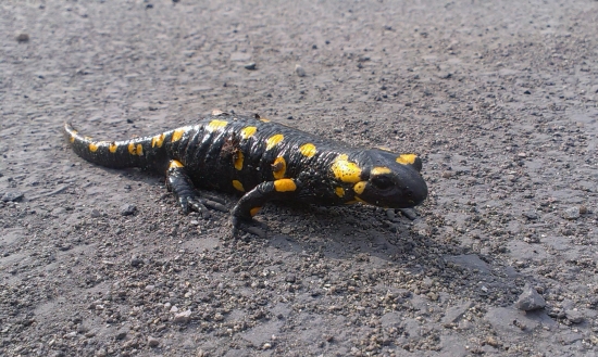 Vyhrievam sa po ránu