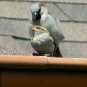 A budú ďaľšie...