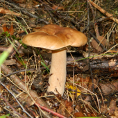 Dubák
