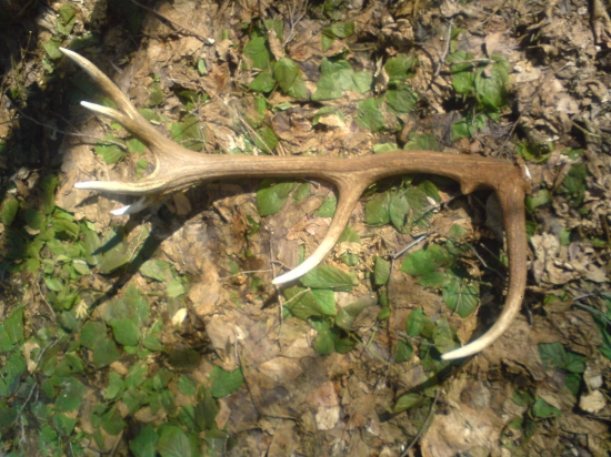 scitanie v sobotu 17.3