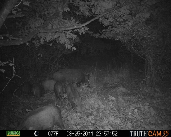 Mladé podrástli 7 plus 1