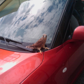 dravec na aute (Sokol Myšiar)