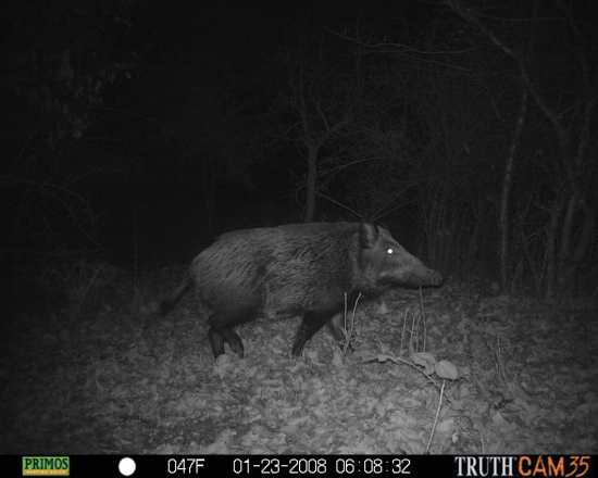 Sus Scrofa