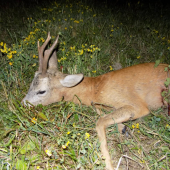 Prvá výchadzka na srnca úspešná