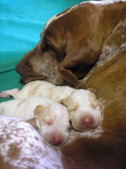 Bracco Italiano - Taliansky stavač