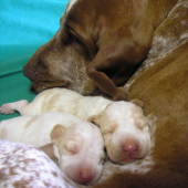 Bracco Italiano - Taliansky stavač
