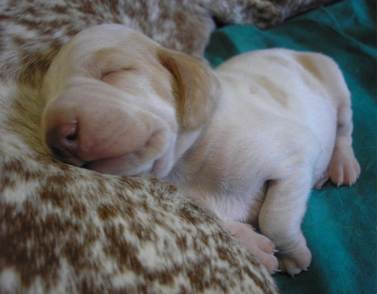 Cesarino Alquanto Magnificente