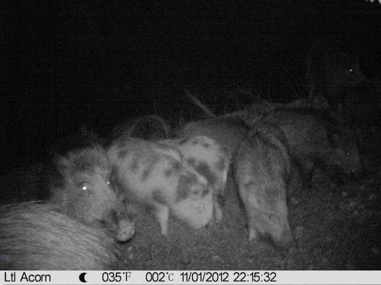 Černá na vnadišti