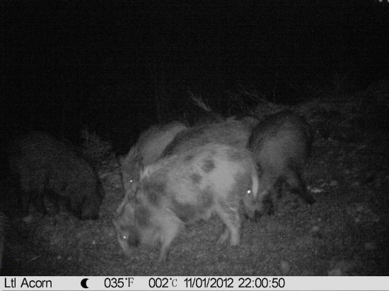 Černá na vnadišti II. strakáči