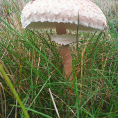 krásavica