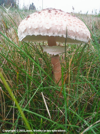 krásavica