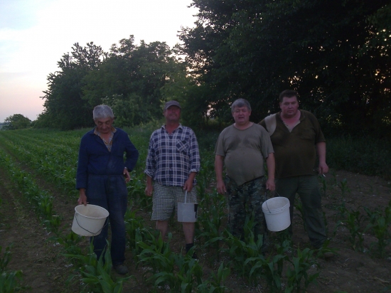 Liatkovanie kukurice - príprava krmiva na zimu
