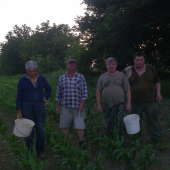 Liatkovanie kukurice - príprava krmiva na zimu