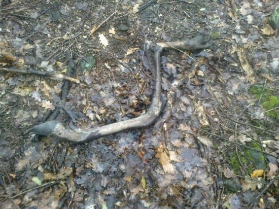 Vlci zaúradovali ..