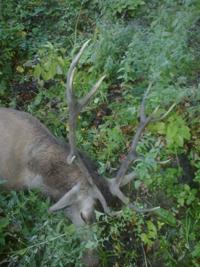 Otcov úlovok ešte z ruje .. :)
