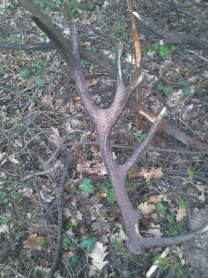 Ďalšia úspešná prechádzka :)