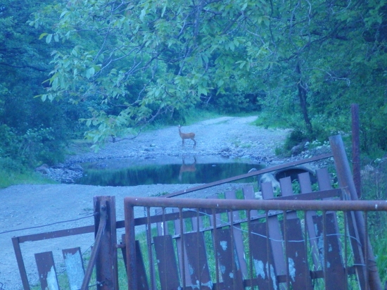 Hneď za záhradou v lyku :)