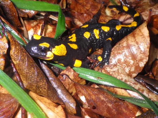 Salamandra :))