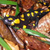 Salamandra :))