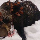 Spoločná poľovačka :))