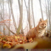 Líška na potulkách.