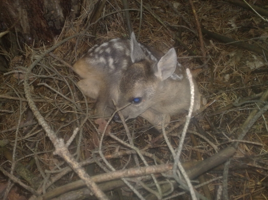 Bambi