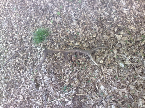 10 torak ... a para nikde