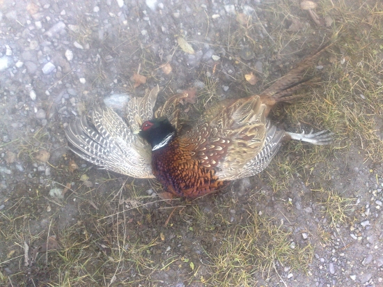 najdený pri železničnej trati