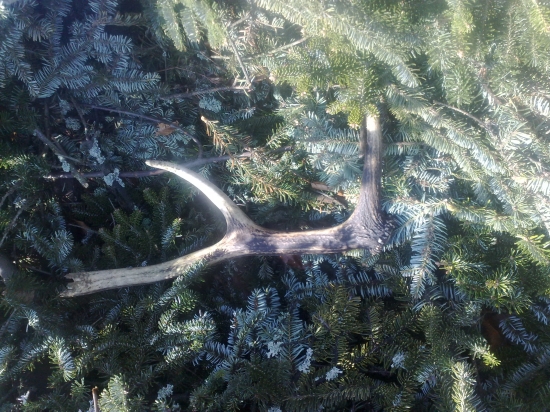 šestorák ? (poškodený pri ťažbe)