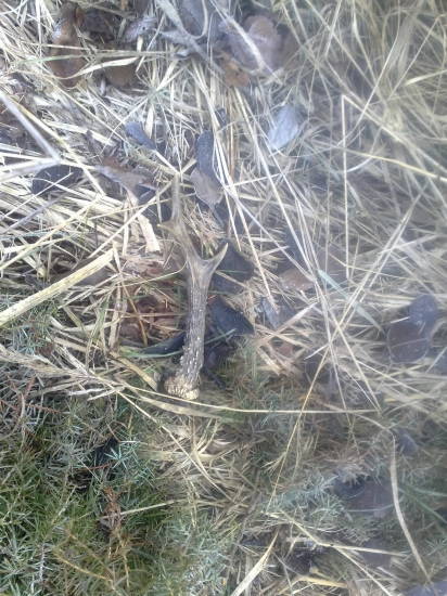 mikulašska  odmena za starostlivosť...