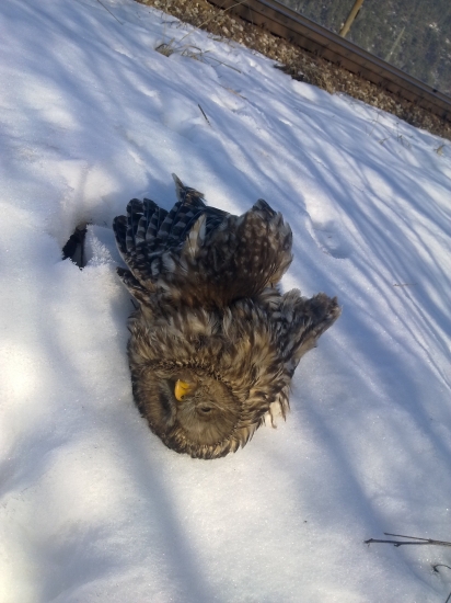 železnice  za rok  pobijú  kadečo