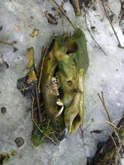 namiesto zhodov  zubaté čudo :)