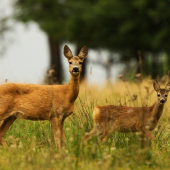 Starostlivá máma.........