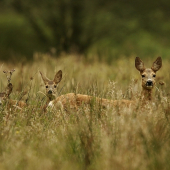 Starostlivá máma.........