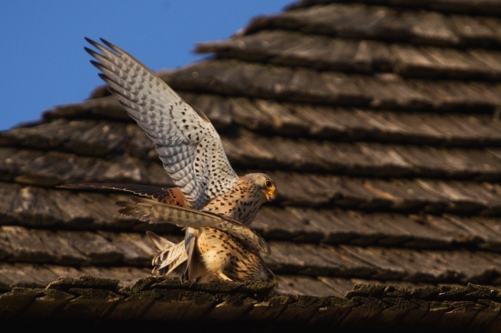 páření poštolek obecných
