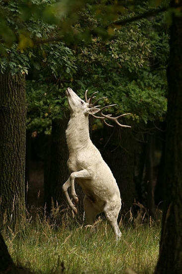 bílý jelen