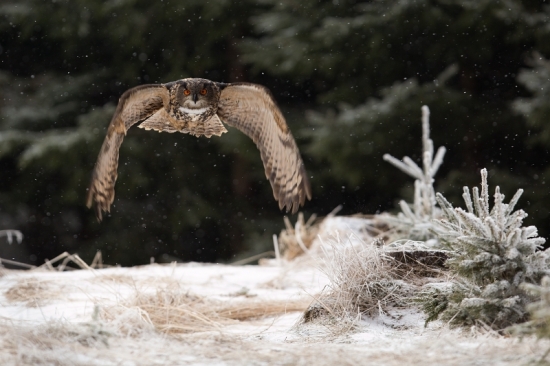 výr velký-ledová královna