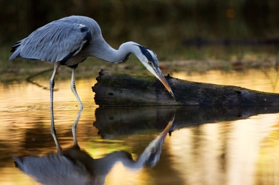 Zrcadlo, kdo je na světě nejkrásnější?