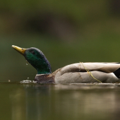 kačer..............