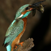 ledňáček říční