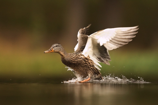 Pozor přístávám.............................