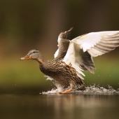 Pozor přístávám.............................
